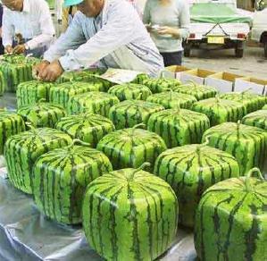 picture of square watermelons